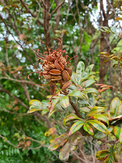 Grevillea, large shrub seed pods