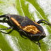 IMG 7199 Weevil