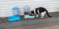 Homeless cats restaurant / Restaurant pour chats errants