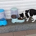 Homeless cats restaurant / Restaurant pour chats errants
