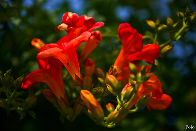 Campsis radican