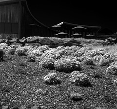 Hillside Garden