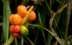 Fruiting body Fruiting body