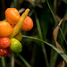 Fruiting body