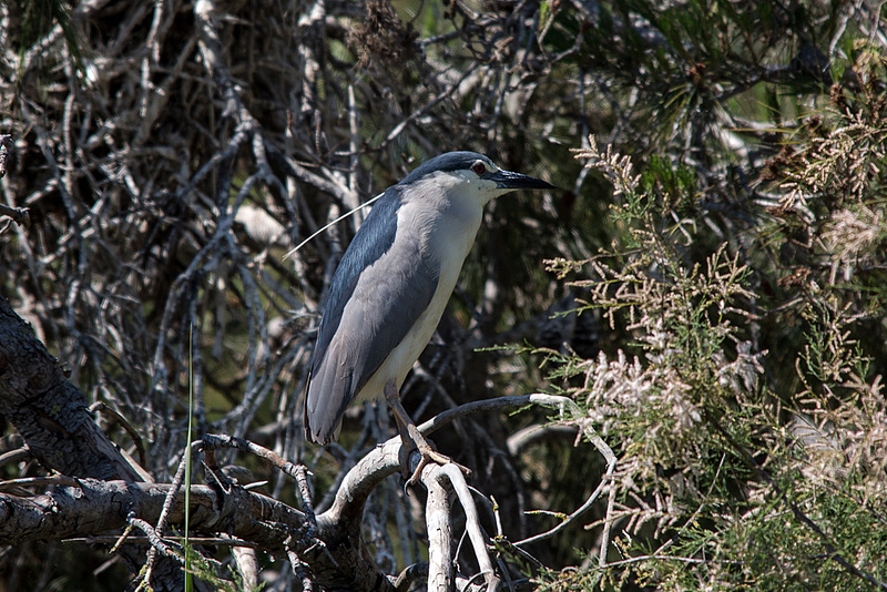 20150518 7894VRTw [R~F] Nachtreiher (Nycticorax mycticorax), Parc Ornithologique, Camargue