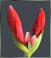 Amaryllis. ©UdoSm