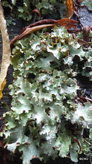 .Lichen ID?