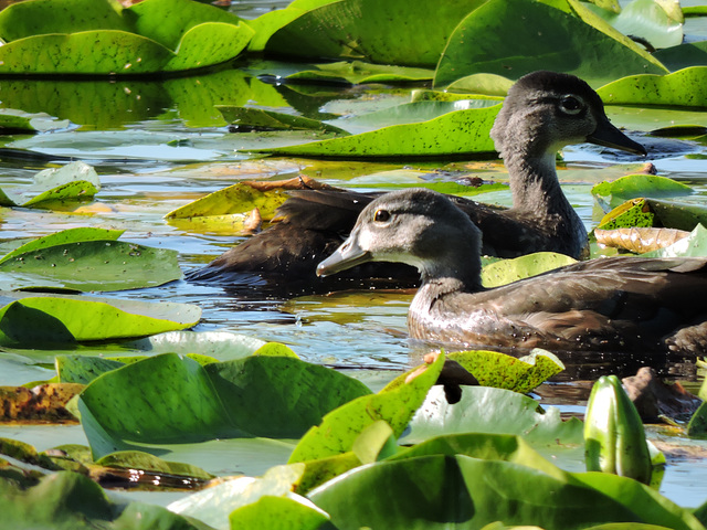 Wood Ducks