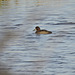 Blue-winged Teal