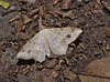 Moth IMG_7681