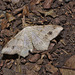 Moth IMG_7681