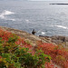 La mer et son barbu / O mar e sua barba