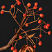 Baum vorm Fenster: Novembersonne