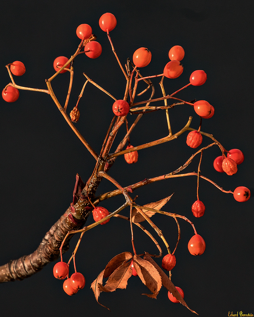 Baum vorm Fenster: Novembersonne