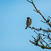 Reed bunting