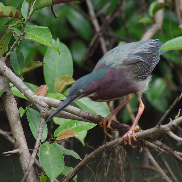 Green Heron