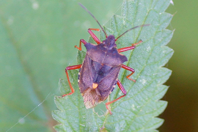 Rotbeinge Baumwanze )Pentatona rufipes)