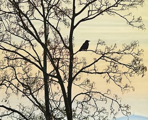 Der Frühe Vogel