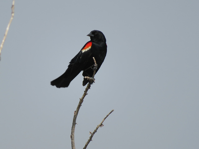 Red Winged Blackbird