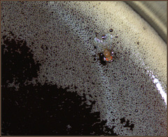 Fruit fly doing the dog paddle in the suds of my T-Rex Porter
