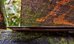 Still Life In The Rain
