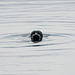 Grey Seal, River Leven, Dumbarton