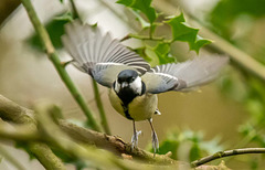 Great tit taking off