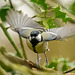 Great tit taking off