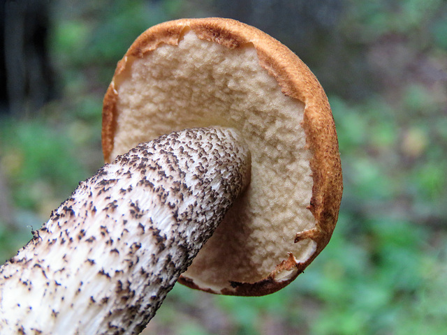 Bolete underside