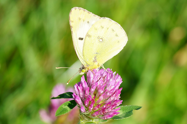 Kolias hyale  ♀ an Rotklee