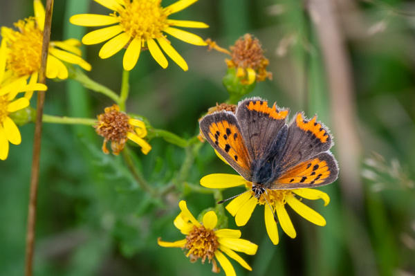 Small Copper-DSZ6411