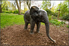 kleiner Elefant im Stadtpark