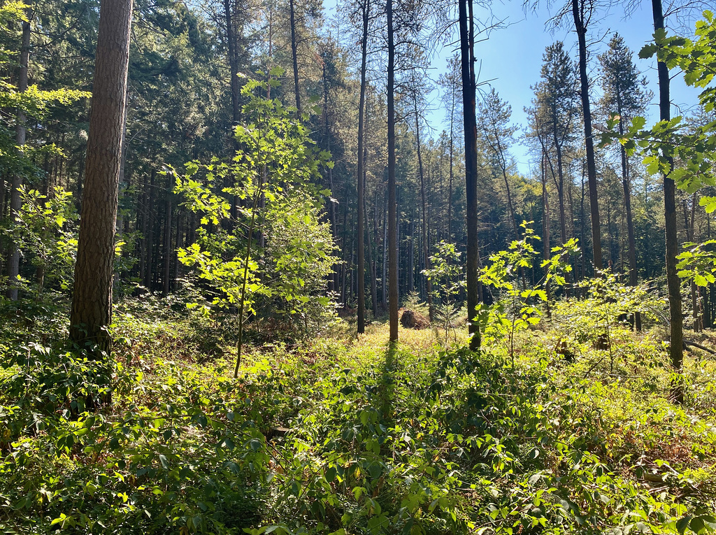 Natur
