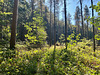 Natur