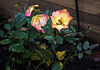 20221022 4437VRAw [D~LIP] Zwergrose (Rosa 'Kordes Summer of Love'), Bad Salzuflen