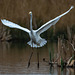 Great white egret