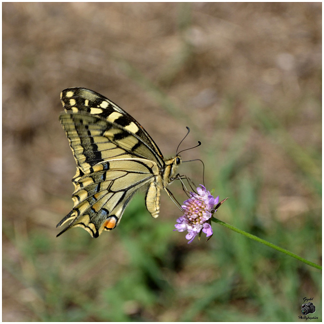 La beauté du Machaon !