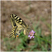 La beauté du Machaon !