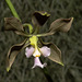 Encyclia osmantha - 2015-03-31--D4_DSC9982