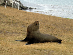 "Leave me alone!" - fur sea lion at Katiki Point