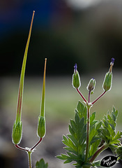 177/366: Red Stem Storksbill Seed Pods (+3 in notes)
