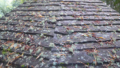 18 year old Larch-planked garden gazebo - host to a mass of different lichens, whose images appear separately.