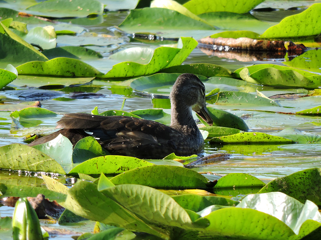 Wood Ducks