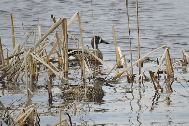 Blue-winged Teal