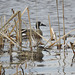 Blue-winged Teal