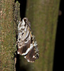 Moth IMG_7648