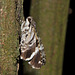 Moth IMG_7648