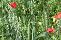 Poppies and Corn