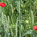 Poppies and Corn