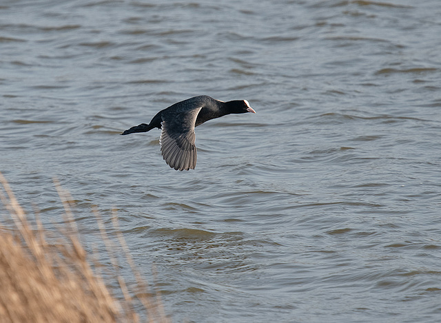 Coot in flight